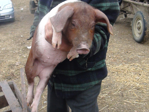 Porc in targ (c) eMM.ro